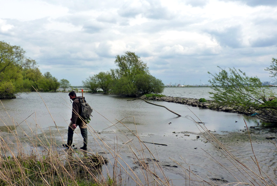 Muskusrattenvanger zoekt in de natuur