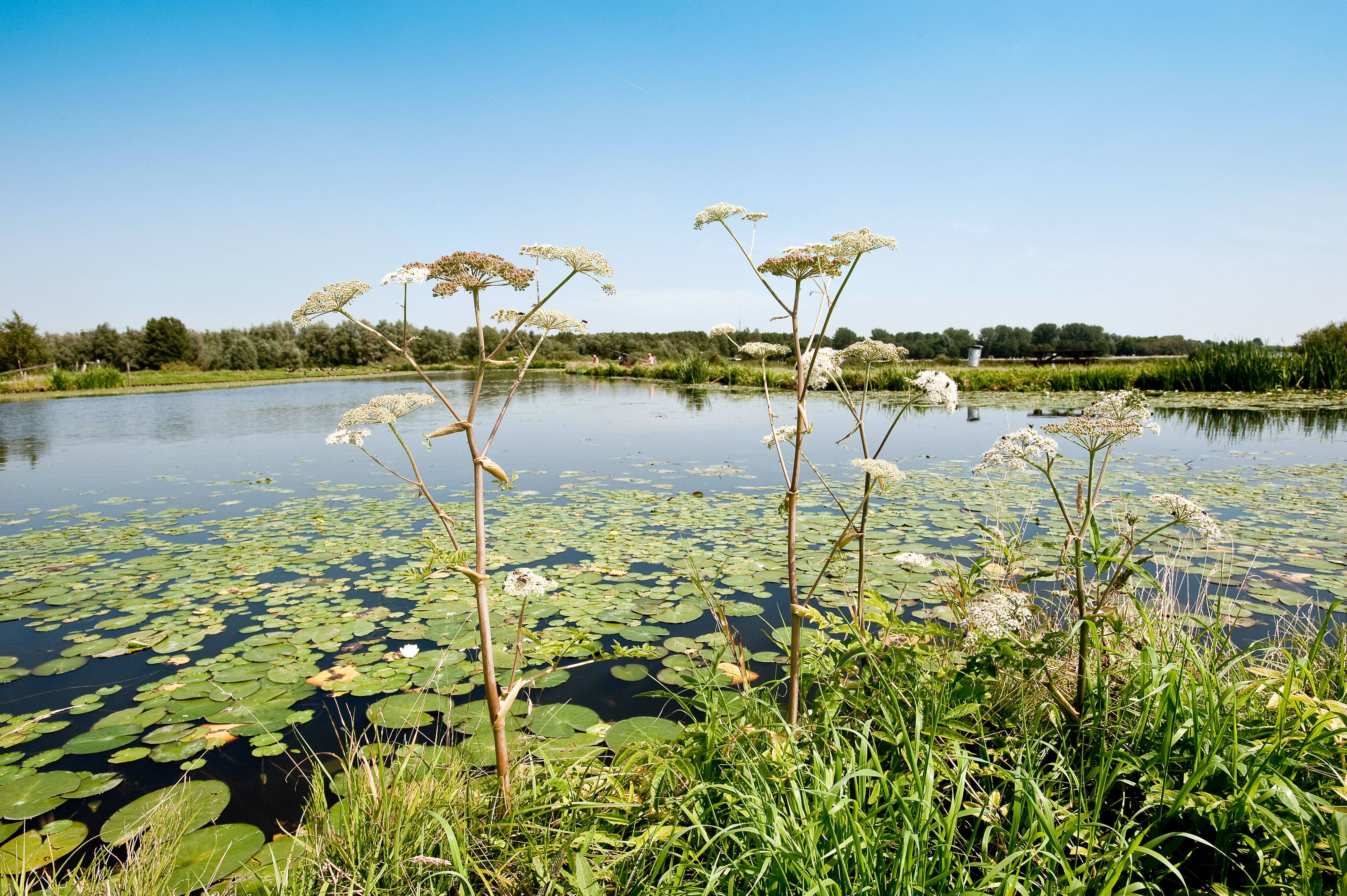 Natuurlijke oever met planten en waterlelies