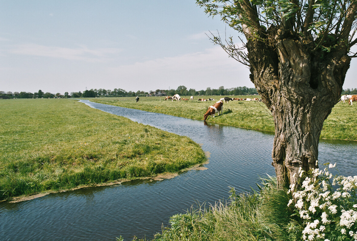 Polderlandschap met sloot,weiland,koeien en wilgenboom