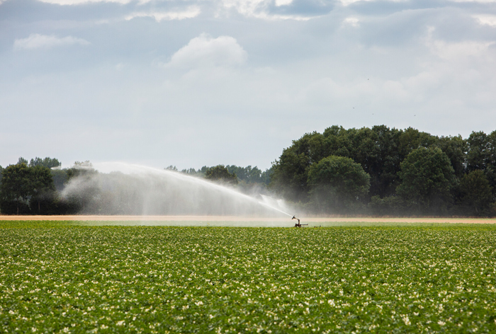 beregening van gewas als gevolg van droogte